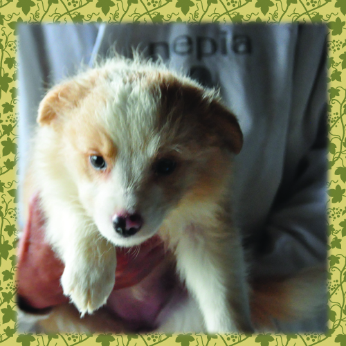 ボーダーコリー　ブリーダー子犬販売専門店　Angel Wan 東京　神奈川　千葉