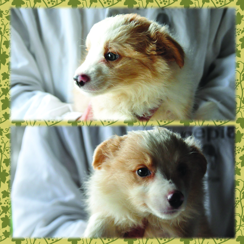 ボーダーコリー　ブリーダー子犬販売専門店　Angel Wan 東京　神奈川　千葉