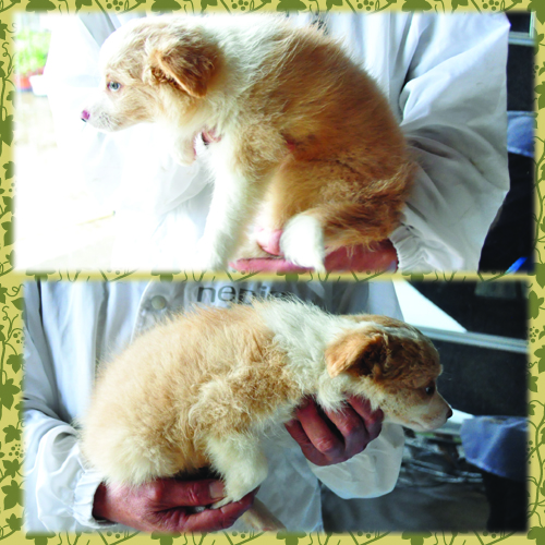 ボーダーコリー　ブリーダー子犬販売専門店　Angel Wan 東京　神奈川　千葉