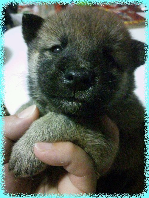 柴犬　ブリーダー子犬販売専門店　Angel wan 東京　神奈川　千葉