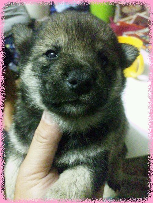 柴犬　ブリーダー子犬販売専門店　Angel wan 東京　神奈川　千葉