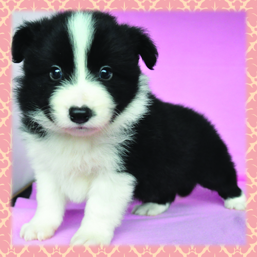 ボーダーコリー ブリーダー子犬販売専門店 Angel Wan 東京 神奈川 千葉