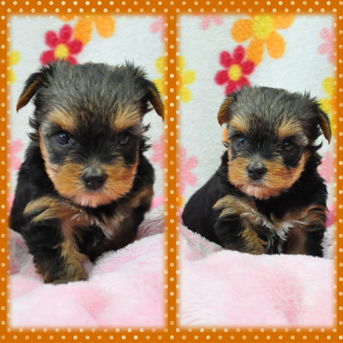 ヨークシャーテリア　ブリーダー子犬販売専門店　Angel Wan 東京　神奈川　千葉