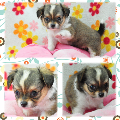 チワワ　ブリーダー子犬販売専門店　Angel Wan 東京　神奈川　千葉