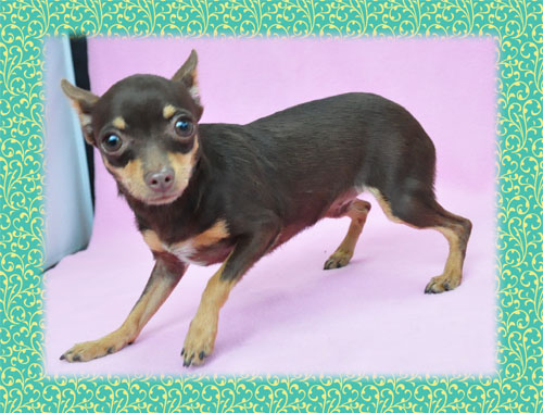 ミックス ブリーダー子犬販売専門店 Angel Wan 東京 神奈川 千葉