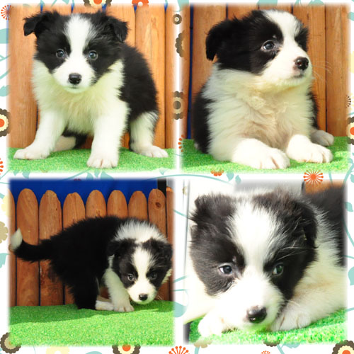 ボーダーコリー ブリーダー子犬販売専門店 Angel Wan 東京 神奈川 千葉