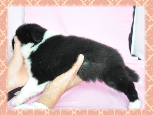 ボーダーコリー ブリーダー子犬販売専門店 Angel Wan 東京 神奈川 千葉