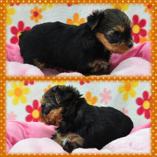 ヨークシャーテリア　ブリーダー子犬販売専門店　Angel Wan 東京　神奈川　千葉