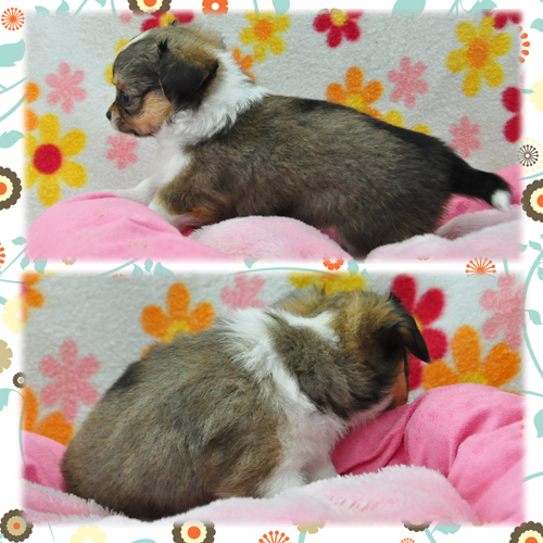 チワワ　ブリーダー子犬販売専門店　Angel Wan 東京　神奈川　千葉