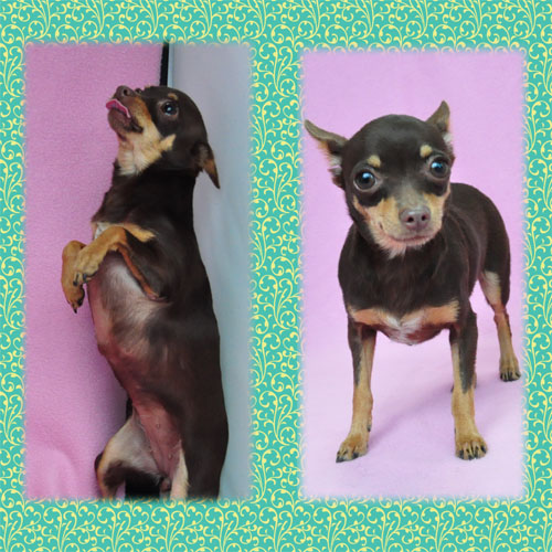 ミックス ブリーダー子犬販売専門店 Angel Wan 東京 神奈川 千葉