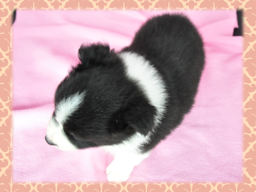 ボーダーコリー ブリーダー子犬販売専門店 Angel Wan 東京 神奈川 千葉