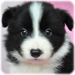 ボーダーコリー ブリーダー子犬販売専門店 Angel Wan 横浜