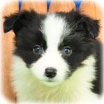 ボーダーコリー ブリーダー子犬販売専門店 Angel Wan 横浜