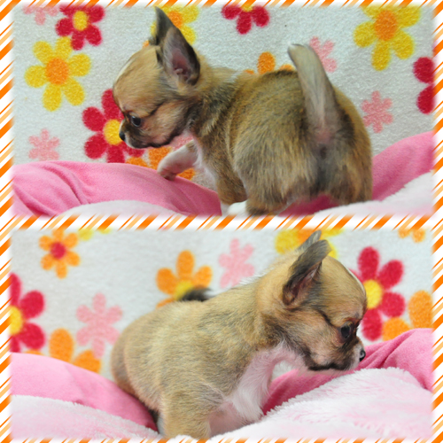 チワワ ブリーダー子犬販売専門店 Angel Wan 東京 神奈川 千葉