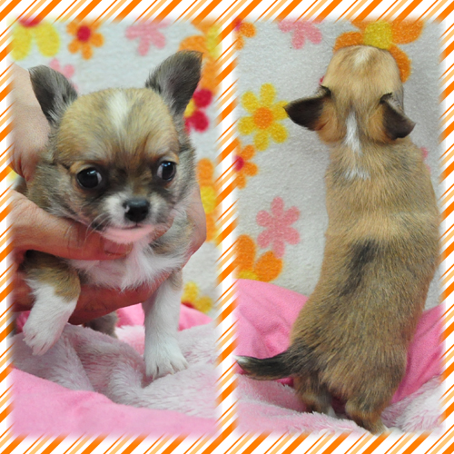 チワワ ブリーダー子犬販売専門店 Angel Wan 東京 神奈川 千葉