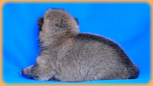 豆柴　ブリーダー子犬販売専門店　Angel wan 東京　神奈川　千葉