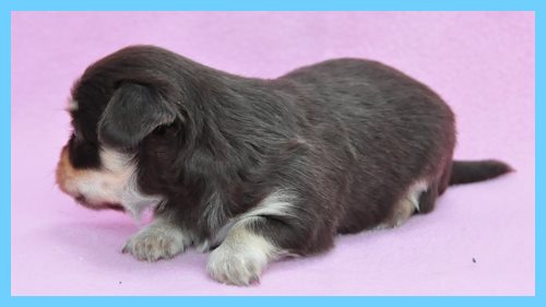 ミックス　ブリーダー子犬販売専門店　Angel wan 東京　神奈川　千葉