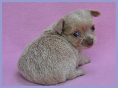 ミックス　ブリーダー子犬販売専門店　Angel wan 東京　神奈川　千葉