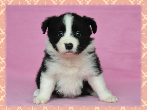 ボーダーコリー　ブリーダー子犬販売専門店　Angel Wan 東京　神奈川　千葉