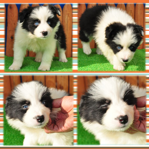 ボーダーコリー　ブリーダー子犬販売専門店　Angel Wan 東京　神奈川　千葉