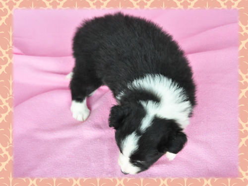 ボーダーコリー　ブリーダー子犬販売専門店　Angel Wan 東京　神奈川　千葉