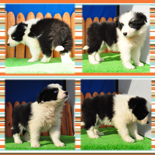 ボーダーコリー　ブリーダー子犬販売専門店　Angel Wan 東京　神奈川　千葉