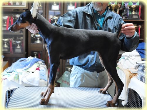 ドーベルマン ブリーダー子犬販売専門店 Angel wan 東京 神奈川 千葉