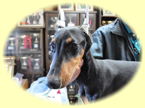 ドーベルマン ブリーダー子犬販売専門店 Angel wan 東京 神奈川 千葉