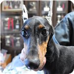 ドーベルマン ブリーダー子犬販売専門店 Angel wan 横浜