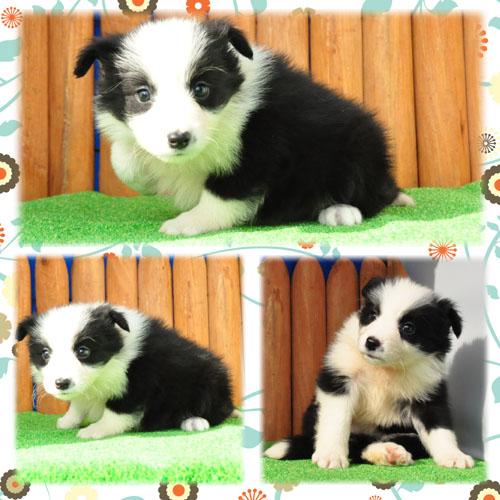 ボーダーコリー ブリーダー子犬販売専門店 Angel Wan 東京 神奈川 千葉