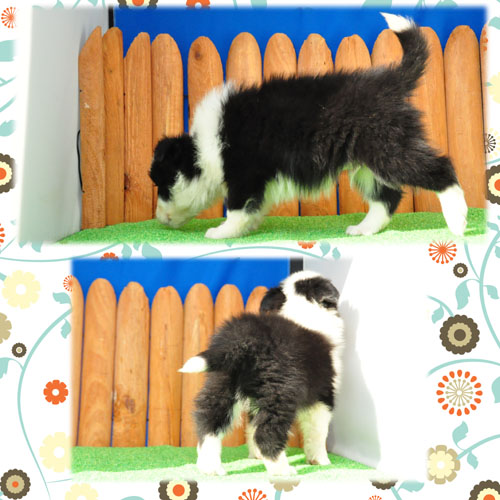 ボーダーコリー ブリーダー子犬販売専門店 Angel Wan 東京 神奈川 千葉