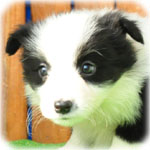 ボーダーコリー ブリーダー子犬販売専門店 Angel Wan 横浜