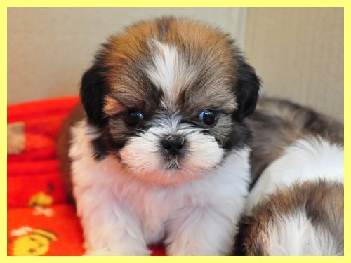 シーズー ブリーダー子犬販売専門店 Angel wan 東京 神奈川 千葉