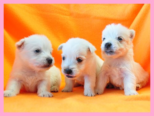 ウエストハイランドホワイトテリア　ブリーダー子犬販売専門店　Angel wan 東京　神奈川　千葉