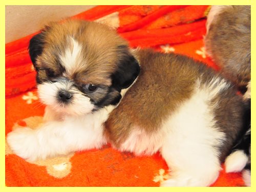 シーズー ブリーダー子犬販売専門店 Angel wan 東京 神奈川 千葉