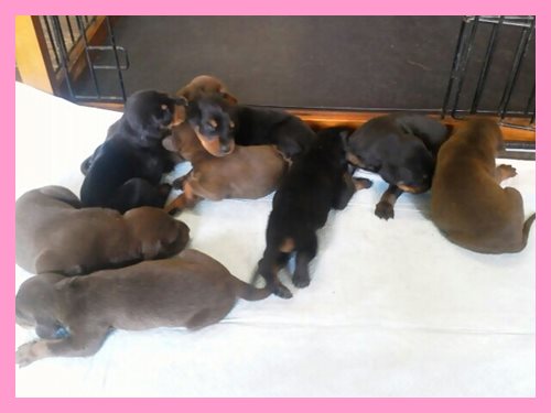 ドーベルマン　ブリーダー子犬販売専門店　Angel wan 東京　神奈川　千葉