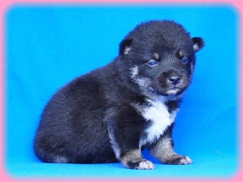 豆柴　ブリーダー子犬販売専門店　Angel wan 東京　神奈川　千葉