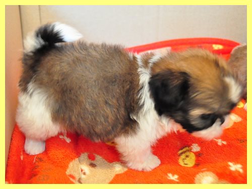 シーズー ブリーダー子犬販売専門店 Angel wan 東京 神奈川 千葉