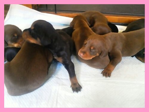 ドーベルマン　ブリーダー子犬販売専門店　Angel wan 東京　神奈川　千葉