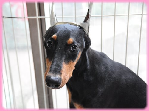 ドーベルマン ブリーダー子犬販売専門店 Angel wan 東京 神奈川 千葉