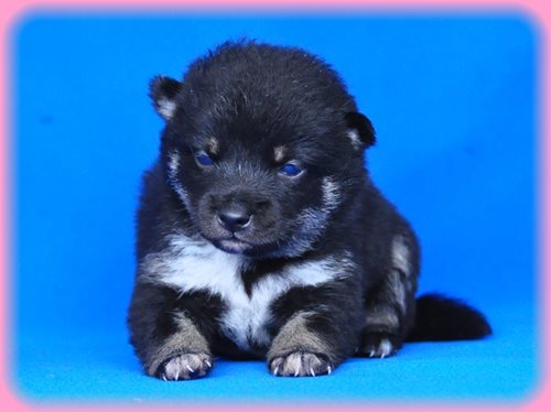 豆柴　ブリーダー子犬販売専門店　Angel wan 東京　神奈川　千葉