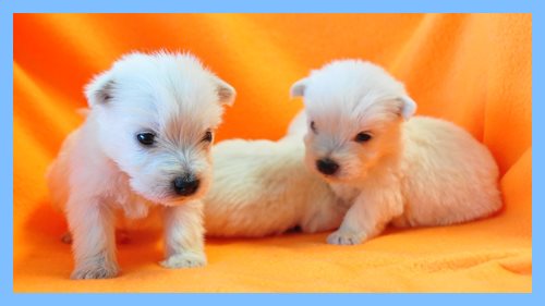 ウエストハイランドホワイトテリア　ブリーダー子犬販売専門店　Angel wan 東京　神奈川　千葉