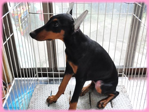 ドーベルマン ブリーダー子犬販売専門店 Angel wan 東京 神奈川 千葉