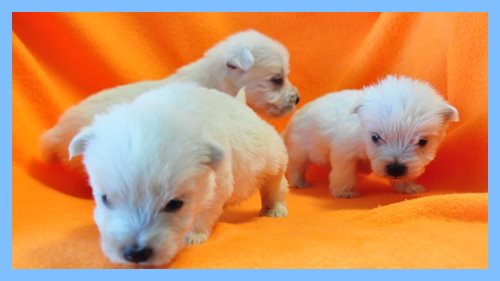 ウエストハイランドホワイトテリア　ブリーダー子犬販売専門店　Angel wan 東京　神奈川　千葉