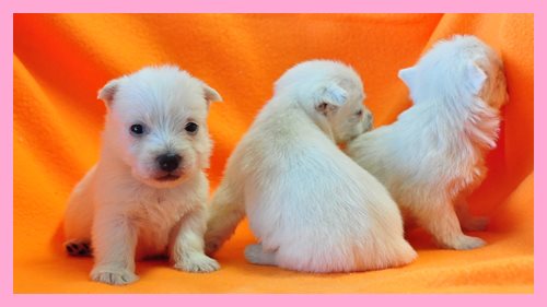 ウエストハイランドホワイトテリア　ブリーダー子犬販売専門店　Angel wan 東京　神奈川　千葉