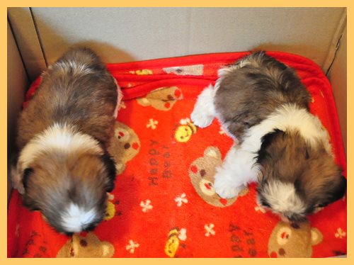 シーズー　ブリーダー子犬販売専門店　Angel wan 東京　神奈川　千葉