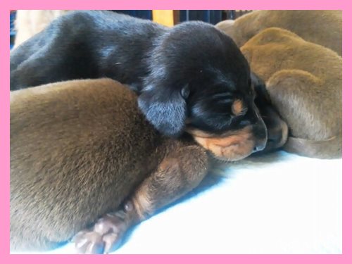 ドーベルマン　ブリーダー子犬販売専門店　Angel wan 東京　神奈川　千葉