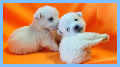 ウエストハイランドホワイトテリア　ブリーダー子犬販売専門店　Angel wan 東京　神奈川　千葉