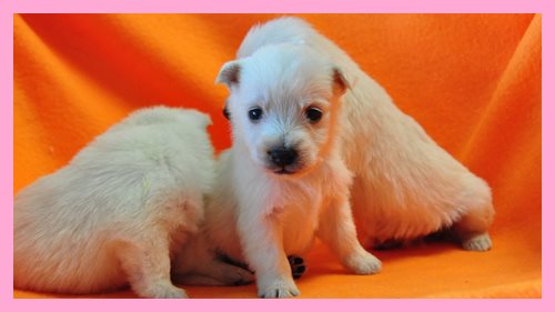 ウエストハイランドホワイトテリア　ブリーダー子犬販売専門店　Angel wan 東京　神奈川　千葉