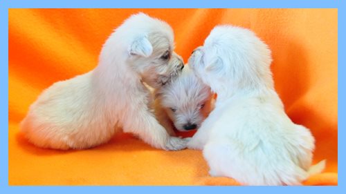 ウエストハイランドホワイトテリア　ブリーダー子犬販売専門店　Angel wan 東京　神奈川　千葉